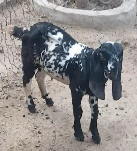 2 Goats with kids for Sale — photo 9