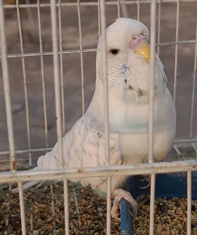 King Size Exhibition pair & single male exhibition bird for sale