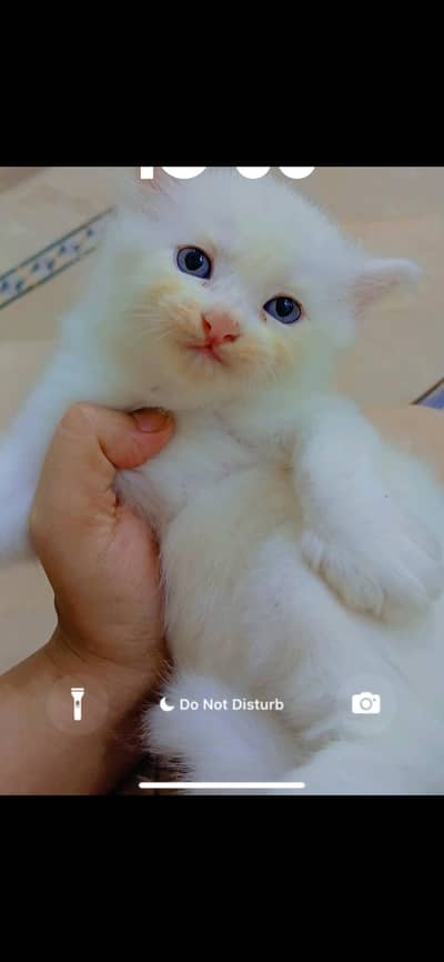 Persian kitten for sale