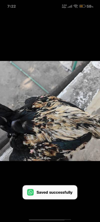 full High Quality java male-----03034859809