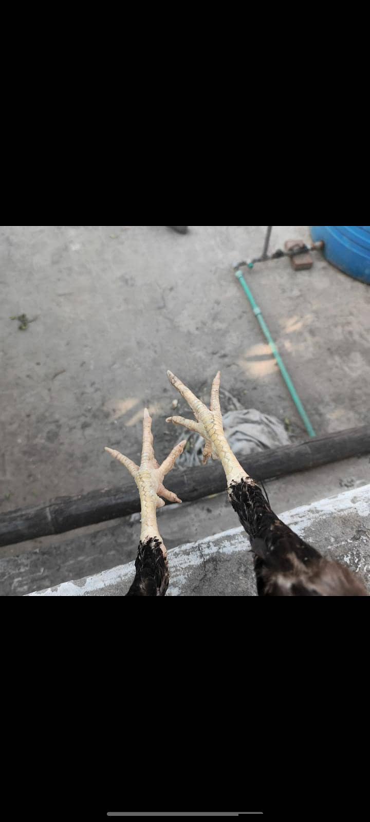 full High Quality java male-----03034859809 1