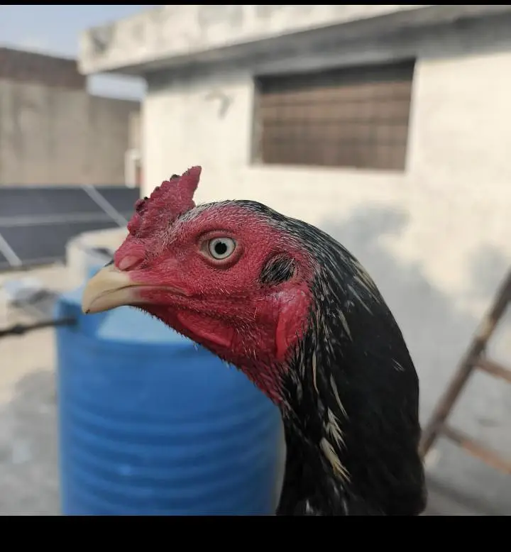 full High Quality java male-----03034859809 — photo 3