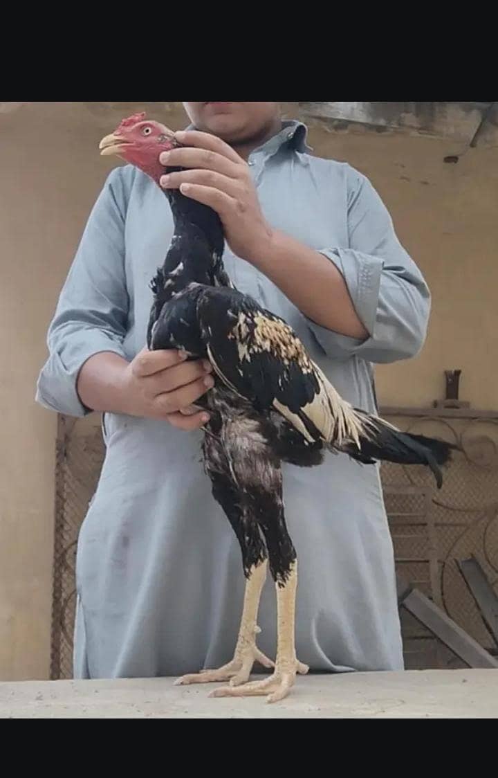 full High Quality java male-----03034859809 3