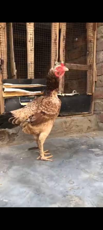 full High Quality java female---03034859809