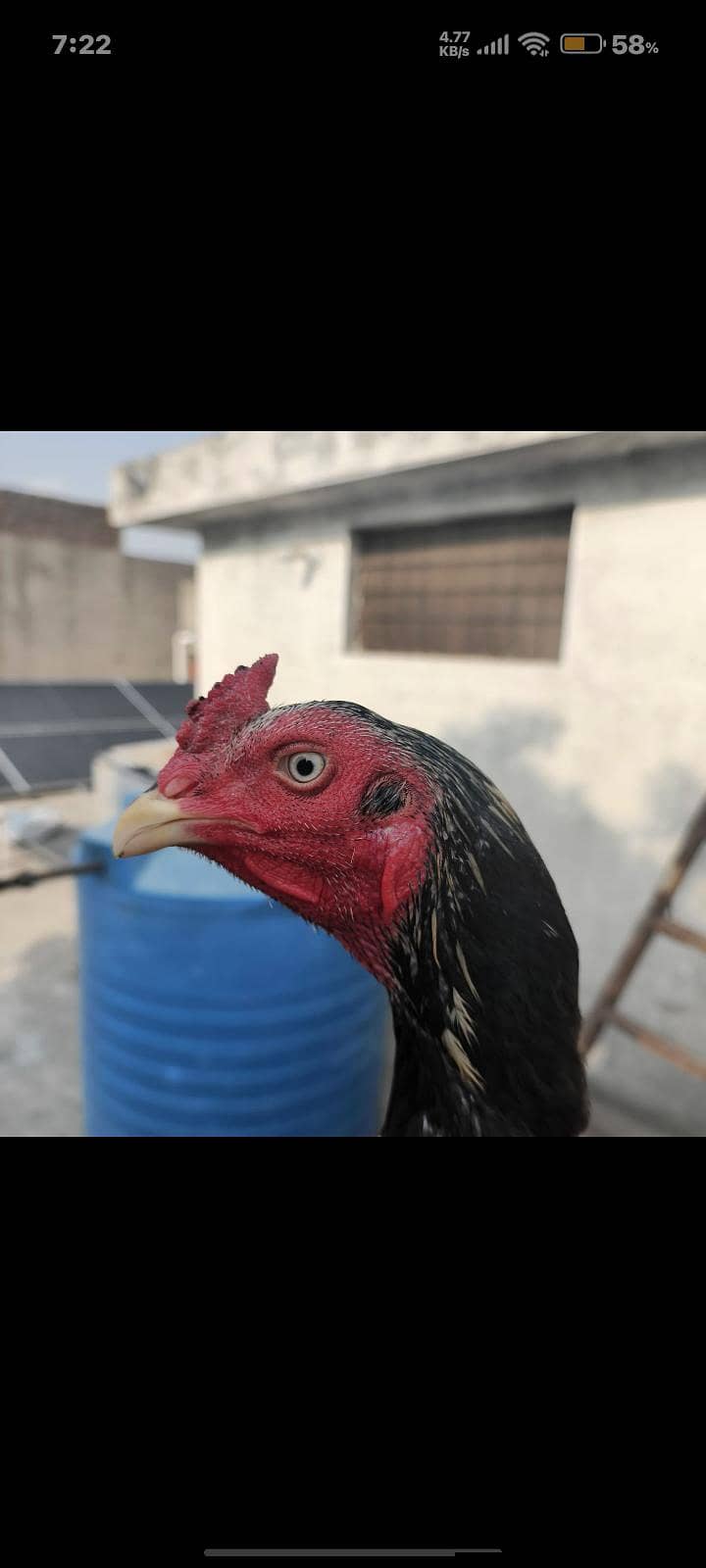 full High Quality java male-----03034859809 6