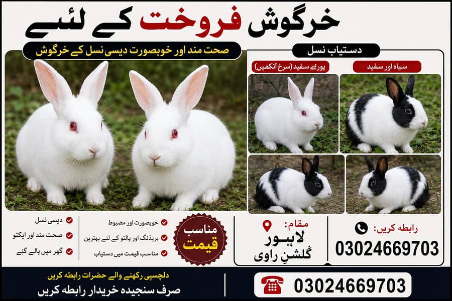  صحت مند خرگوش فروخت کے لیے 0