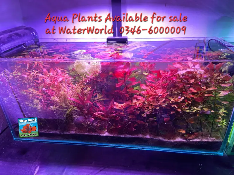WaterWorld Fish Aquariums — photo 2