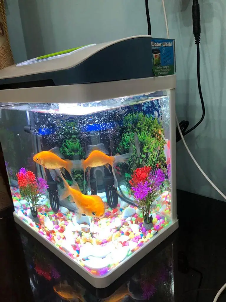 WaterWorld Fish Aquariums — photo 9