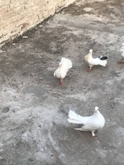 Pigeon