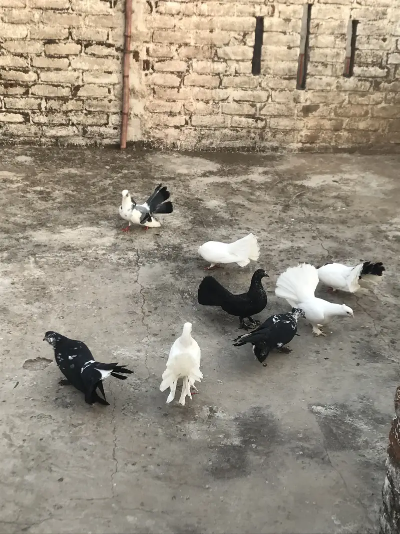 Pigeon — photo 2
