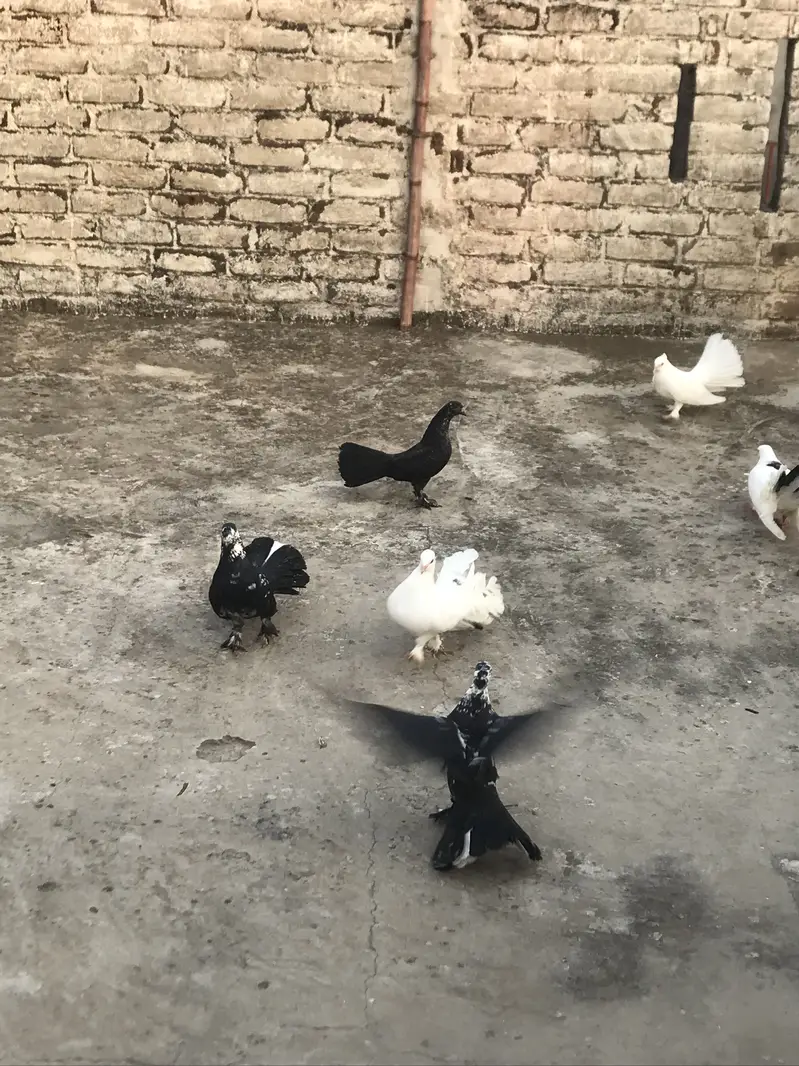 Pigeon — photo 3