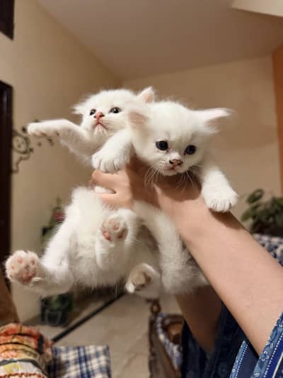 Healthy & Playful 2-Month-Old 2 Kittens pair for Sale