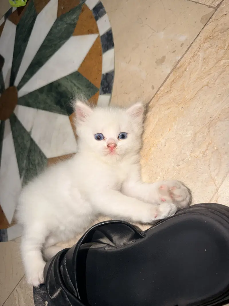 Healthy & Playful 2-Month-Old 2 Kittens pair for Sale — photo 2