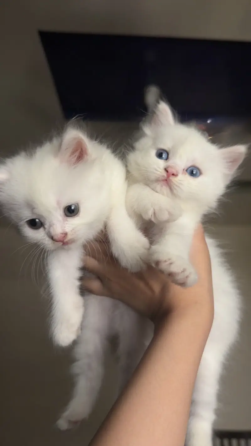 Healthy & Playful 2-Month-Old 2 Kittens pair for Sale — photo 5