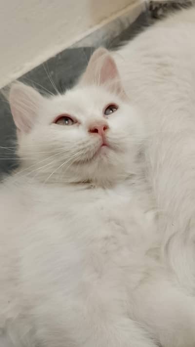 Persian kittens available
