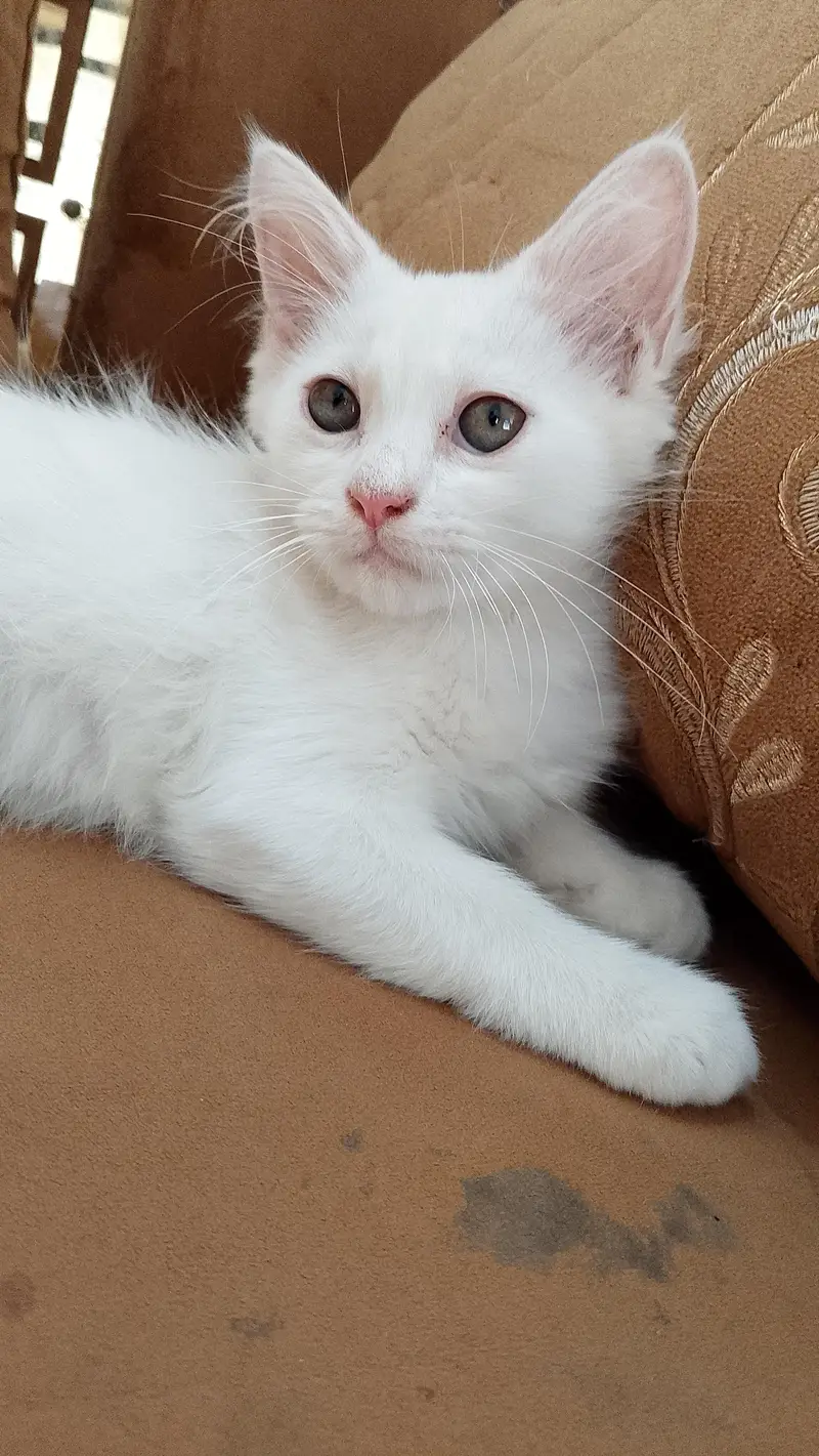 Persian kittens available — photo 2