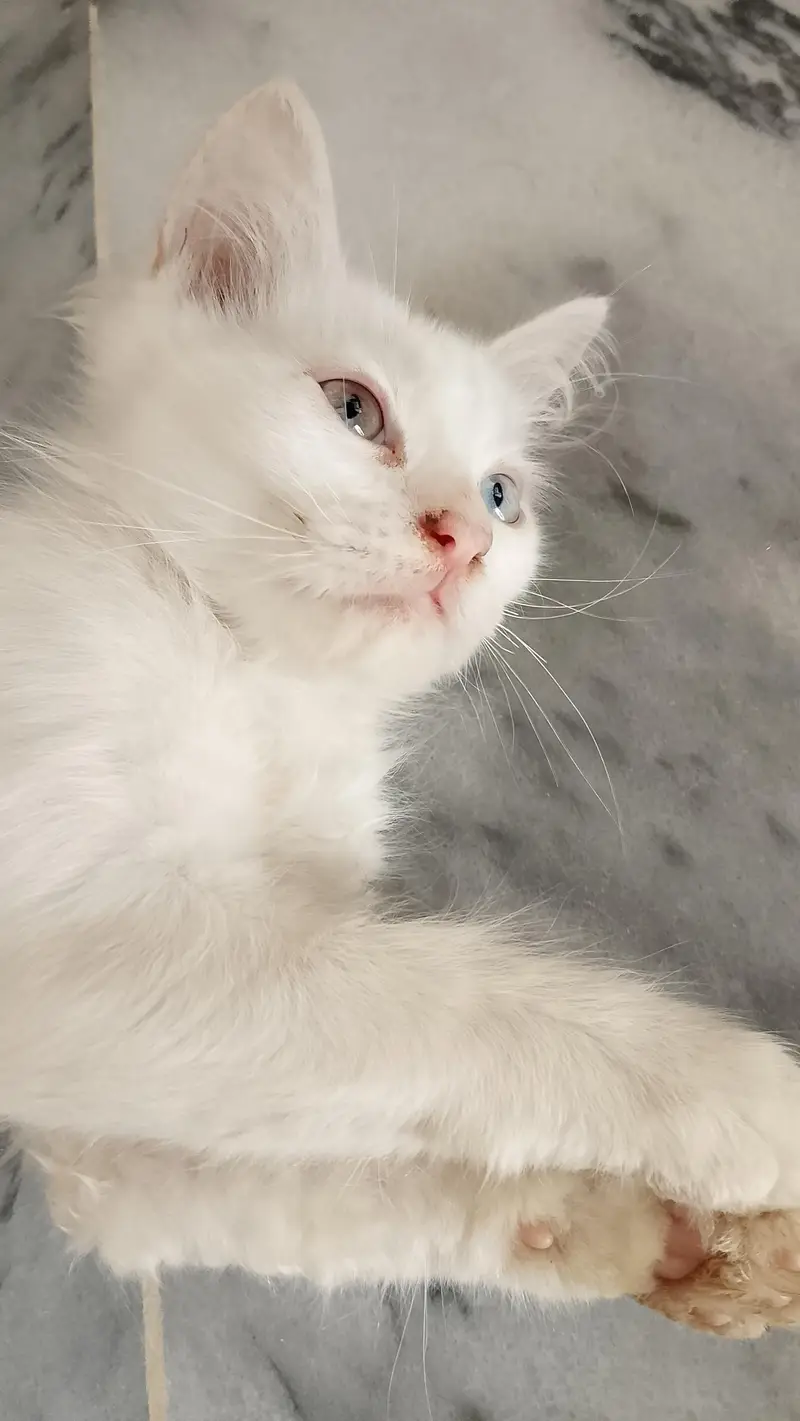 Persian kittens available — photo 4