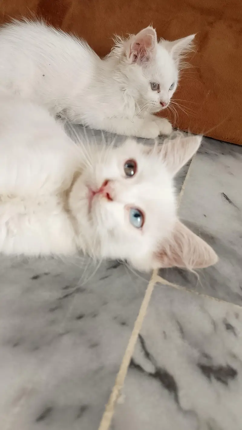 Persian kittens available — photo 5