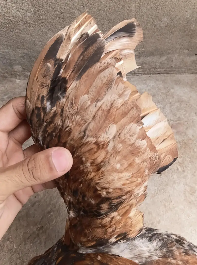 Aseel Pathy — photo 10