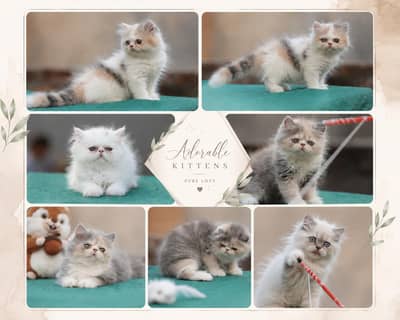 CFA bloodline female kitten | peke kittens | PIKI kitten| Persian cat