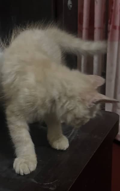 Selling my cat coco
