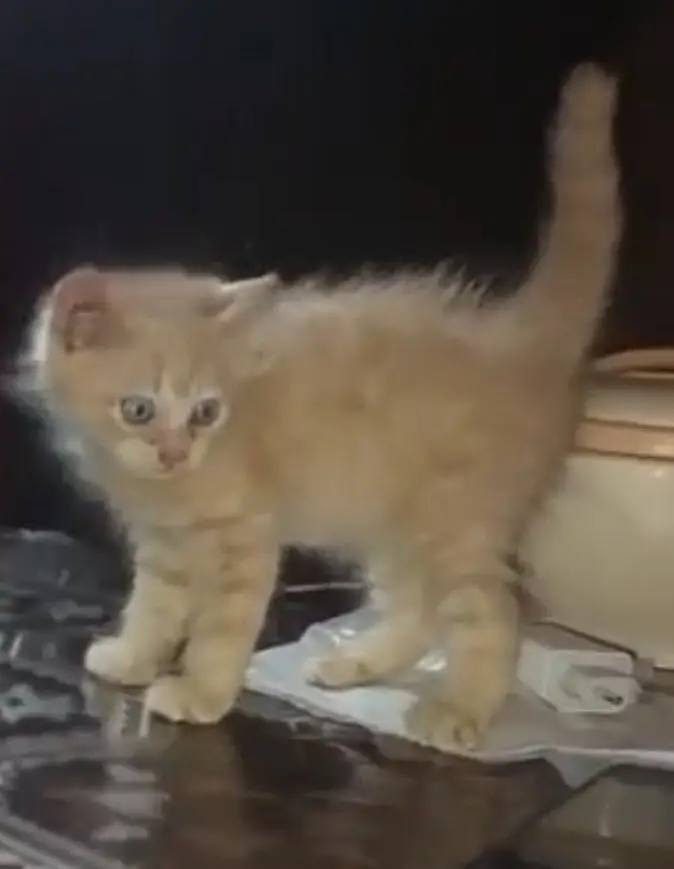 Selling my cat coco — photo 2