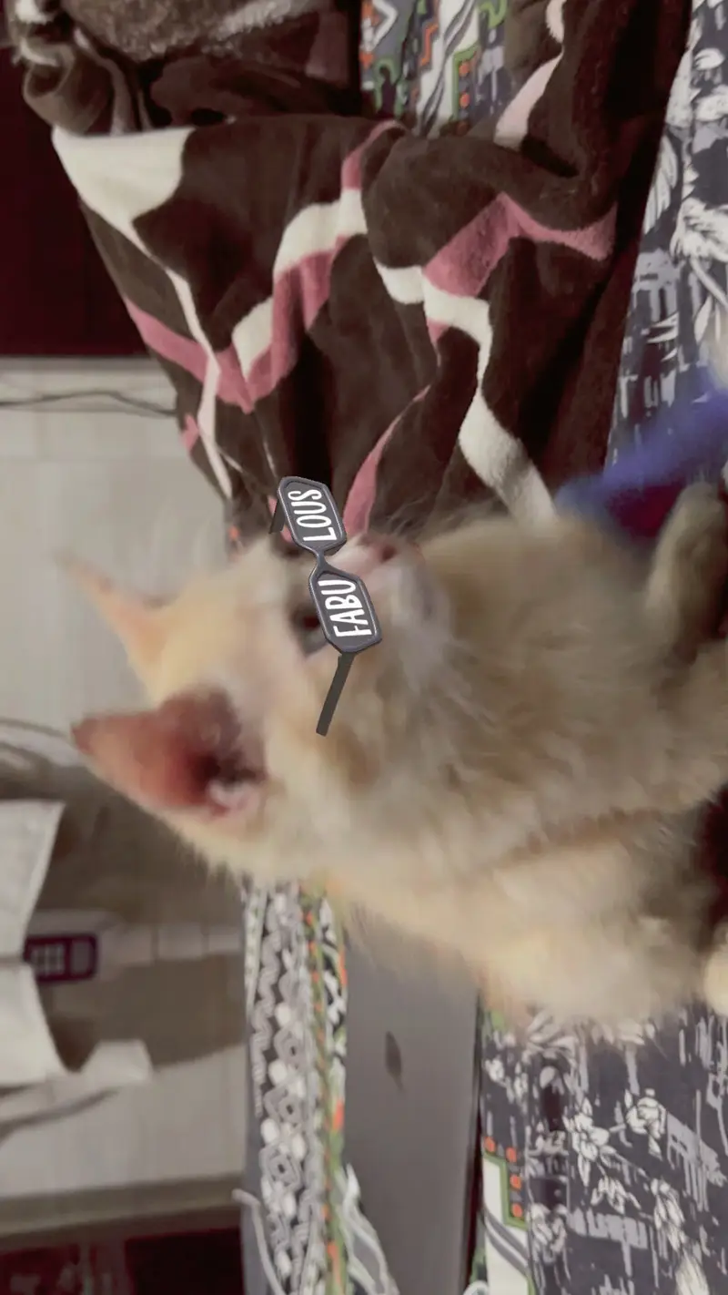 Selling my cat coco — photo 3