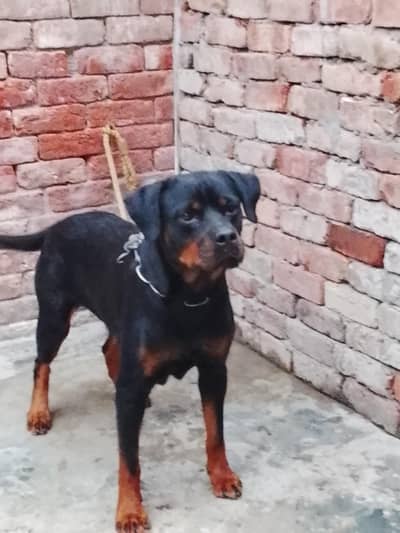 Rottweiler female for sale contact number 0323 1499 510
