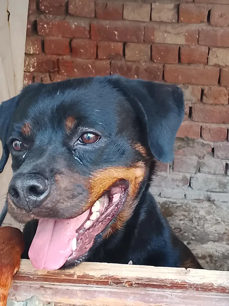 Rottweiler female for sale contact number 0323 1499 510 — photo 2