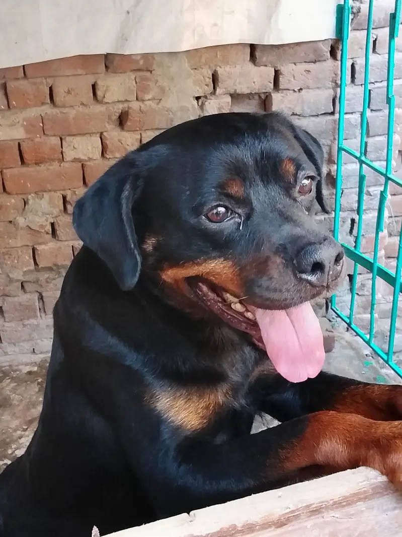 Rottweiler female for sale contact number 0323 1499 510 — photo 3