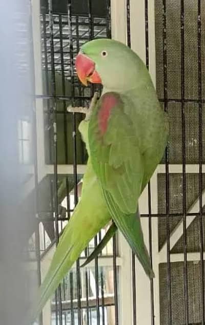 JUMBO SIZE RAW CAPTIVE BREEDER FEMALE