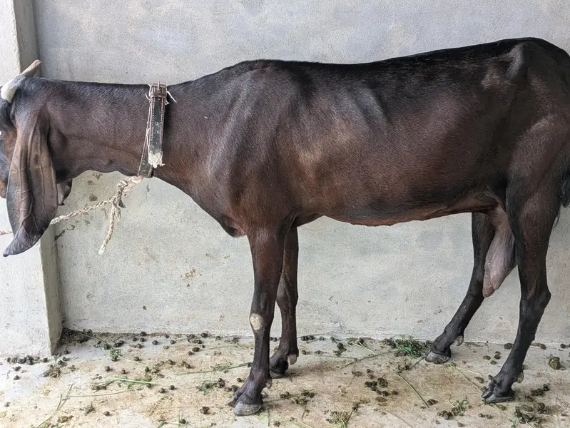 ghr ki hai or mashahallah achi hai or health bee achi — photo 2