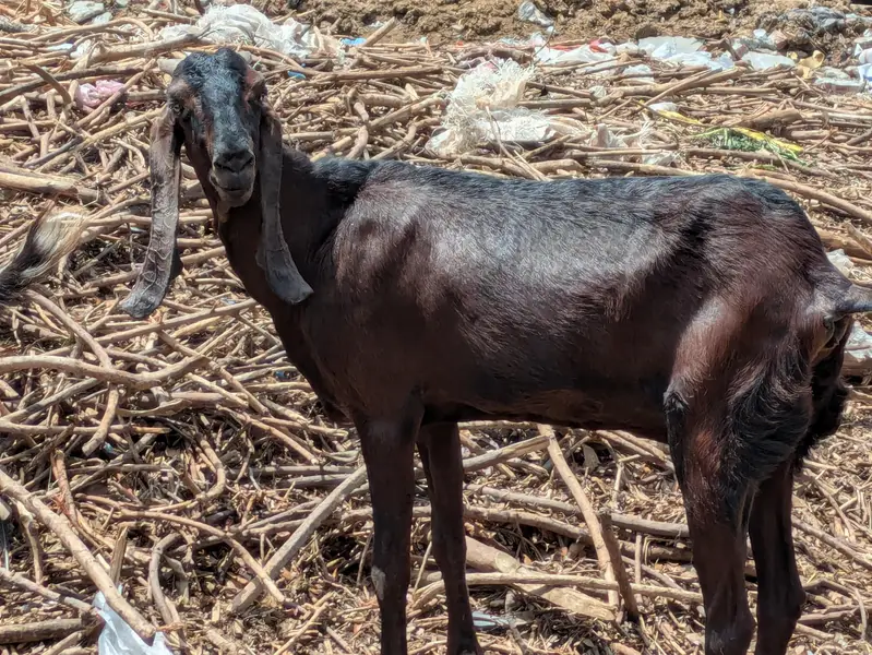ghr ki hai or mashahallah achi hai or health bee achi — photo 4