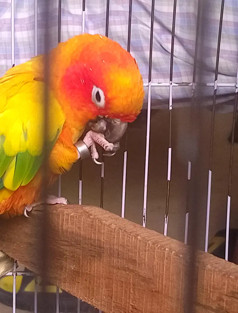 Suncounore talking dancing male /love bird breeder huge size mutatione — photo 3