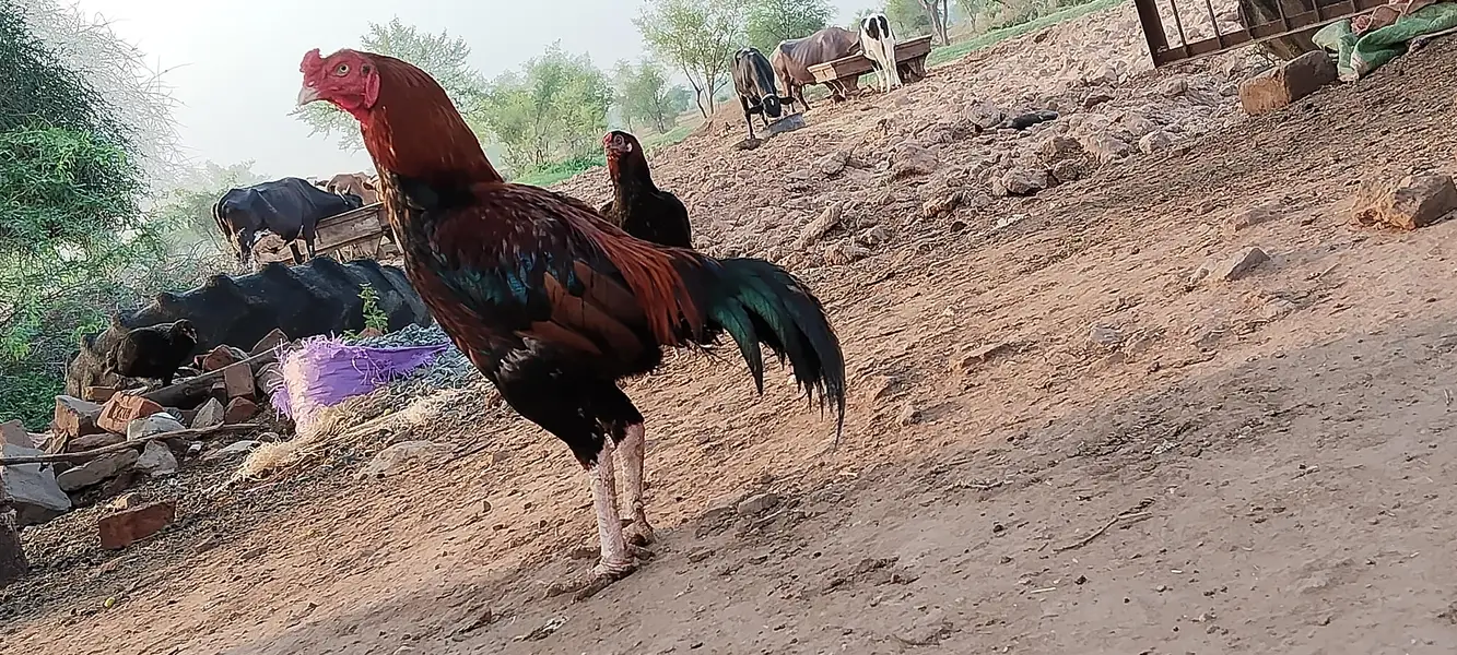 Pure LAL Aseel Murgha | Healthy & Strong | Breeder — photo 3