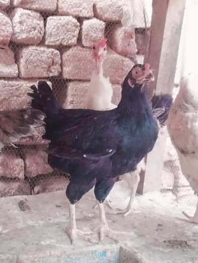 aseel hen for sale hai.
