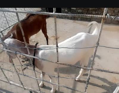 goat for sell white and brown white wali dood dati hay or TDP Nasal