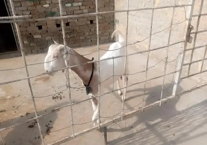goat for sell white and brown white wali dood dati hay or TDP Nasal — photo 2