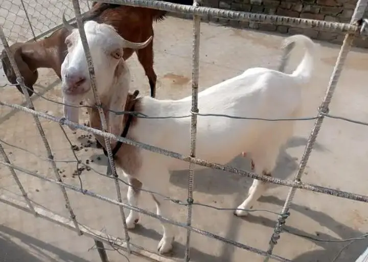 goat for sell white and brown white wali dood dati hay or TDP Nasal — photo 3