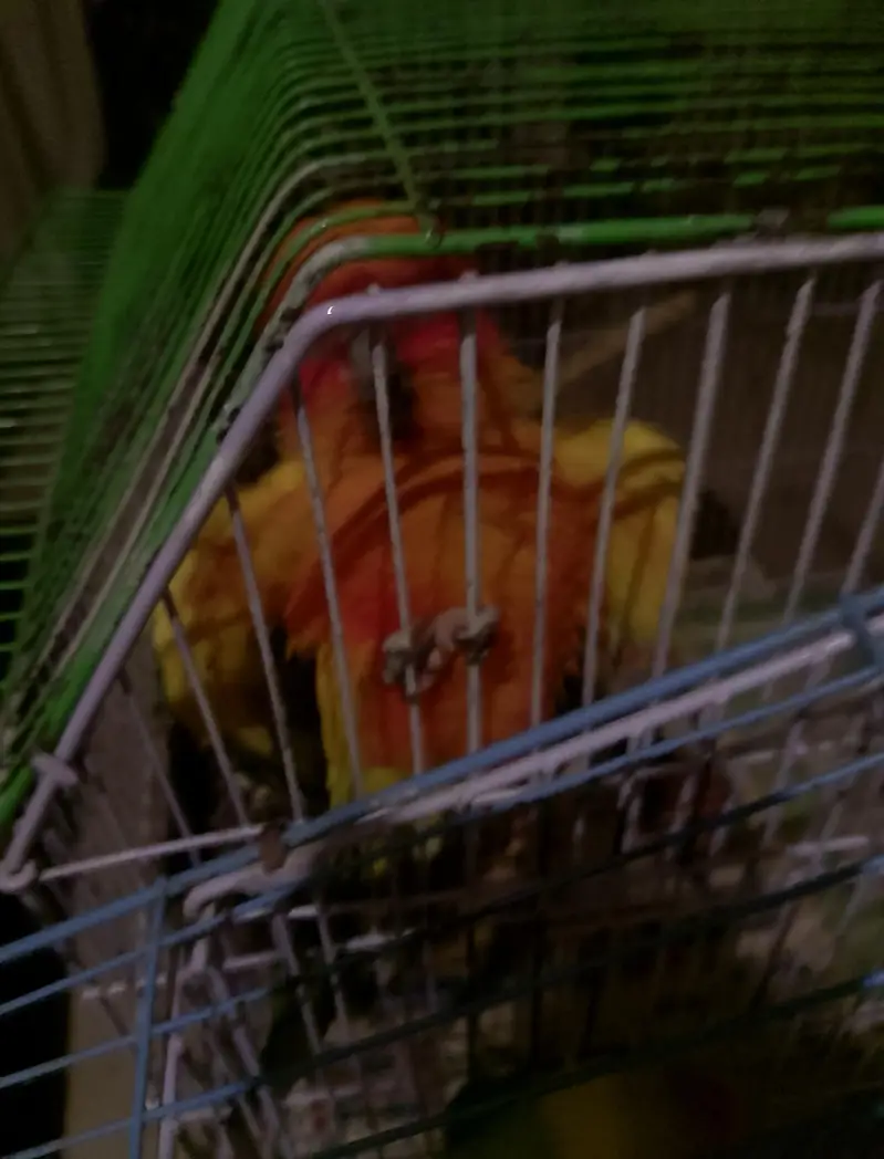 Suncounore talking dancing male /love bird breeder huge size mutatione — photo 4