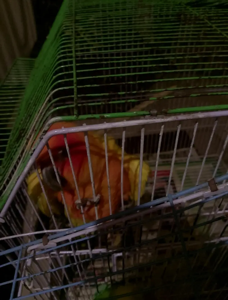 Suncounore talking dancing male /love bird breeder huge size mutatione — photo 5