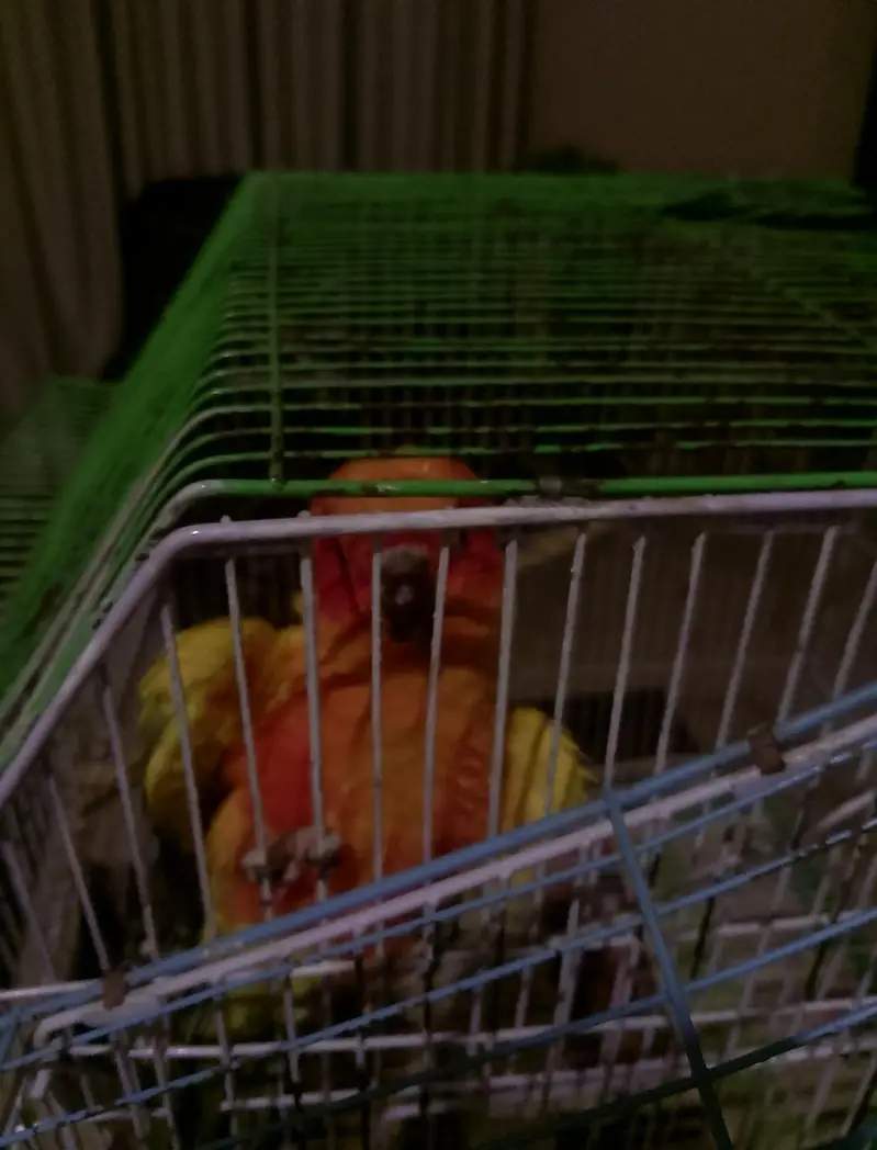 Suncounore talking dancing male /love bird breeder huge size mutatione — photo 6