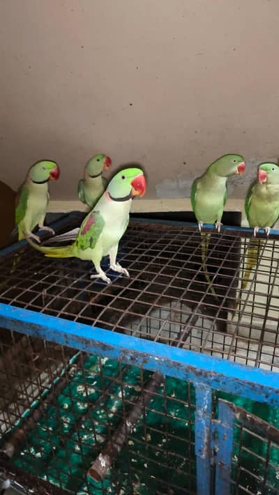 raw parrots breeder pair
