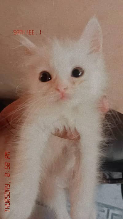 Persian golden eyes female kitten white colour triple coat