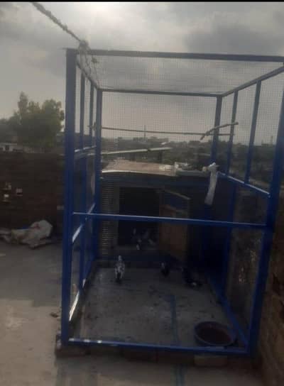 pigeon cage for sale