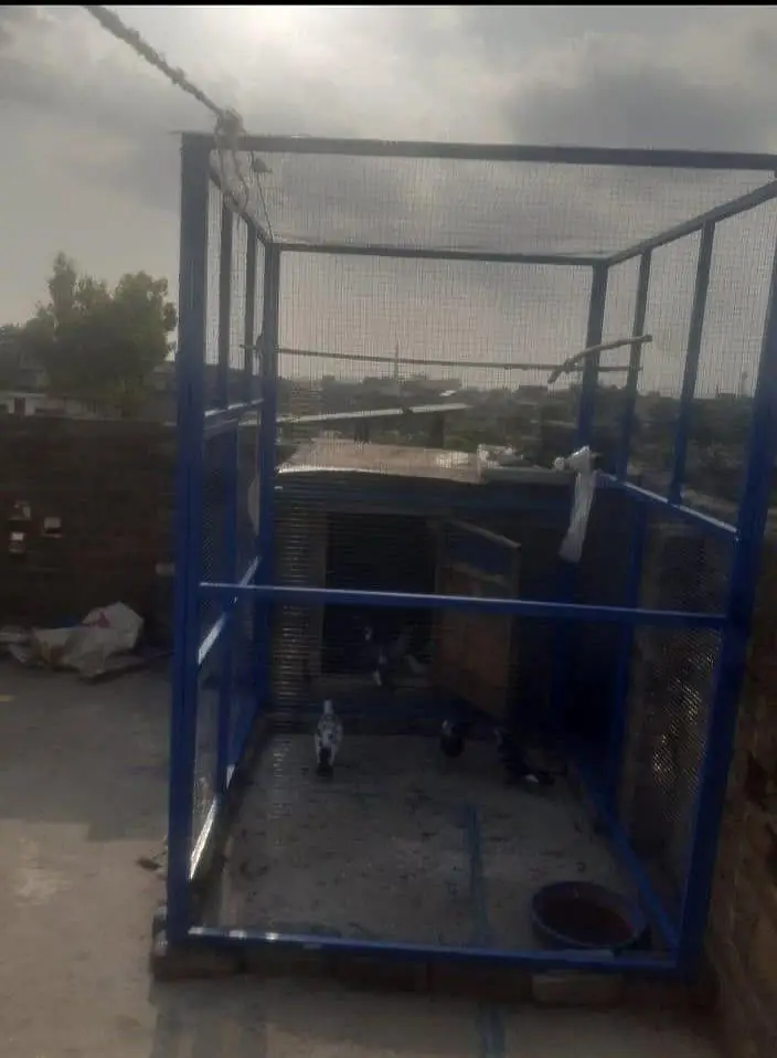pigeon cage for sale