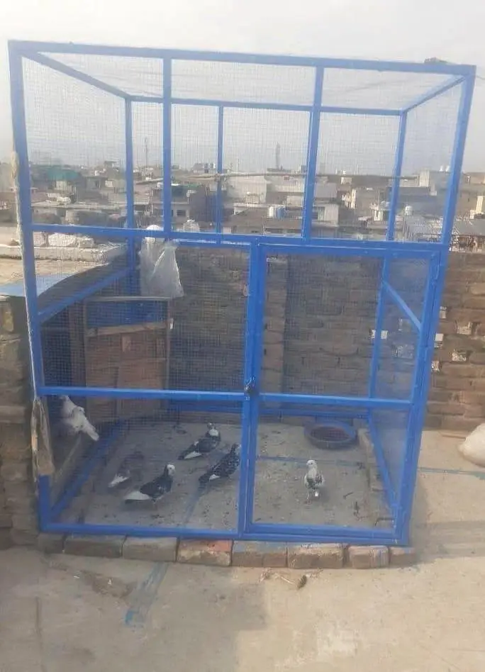pigeon cage for sale — photo 2