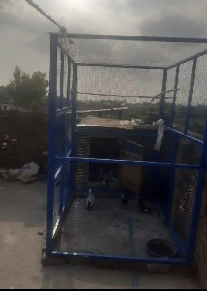 pigeon cage for sale — photo 3