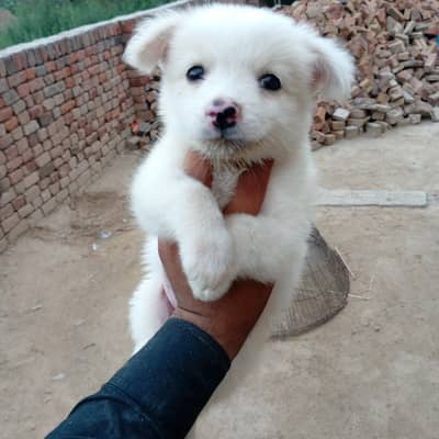 Russian Dogs for sale