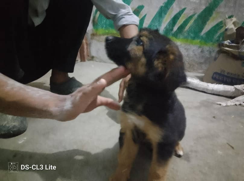 German shepherd 0